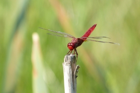 红色蜻蜓停歇在木杆上图片